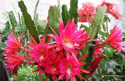 几月份嫁接蟹爪兰比较好呢 fe7df25295764a75b9afcde0e0d0dfad.jpeg