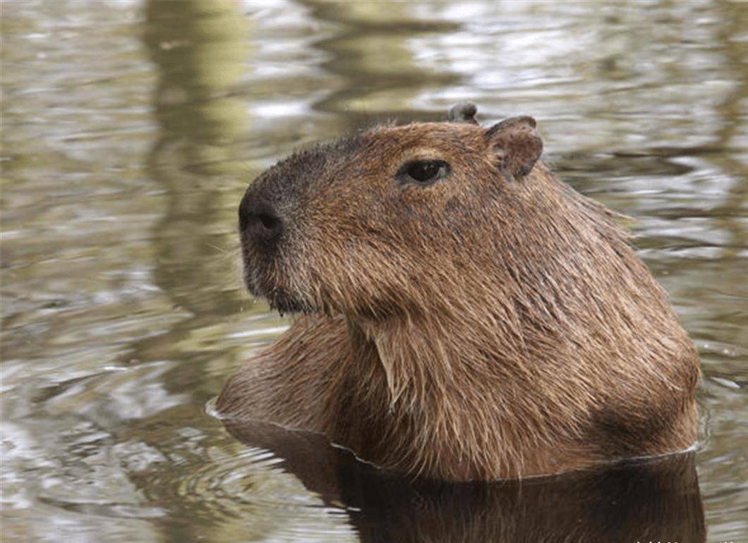 水豚是佛系交际花万物皆可为友其实它们很危险