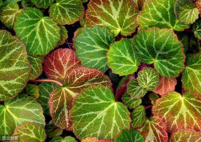 为什么叫老虎草 1c6cd2e1c5f4478ea7bd4756c25e2c23.jpeg