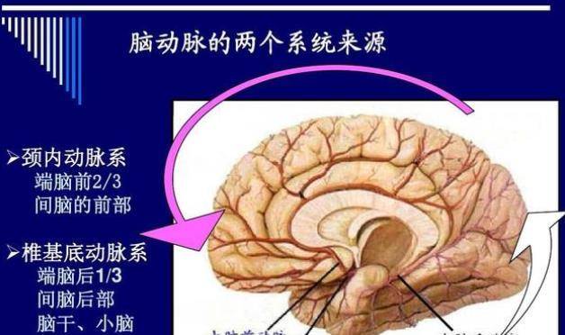 搭脉怎么看脑供血不足_脑供血不足怎么调理(2)