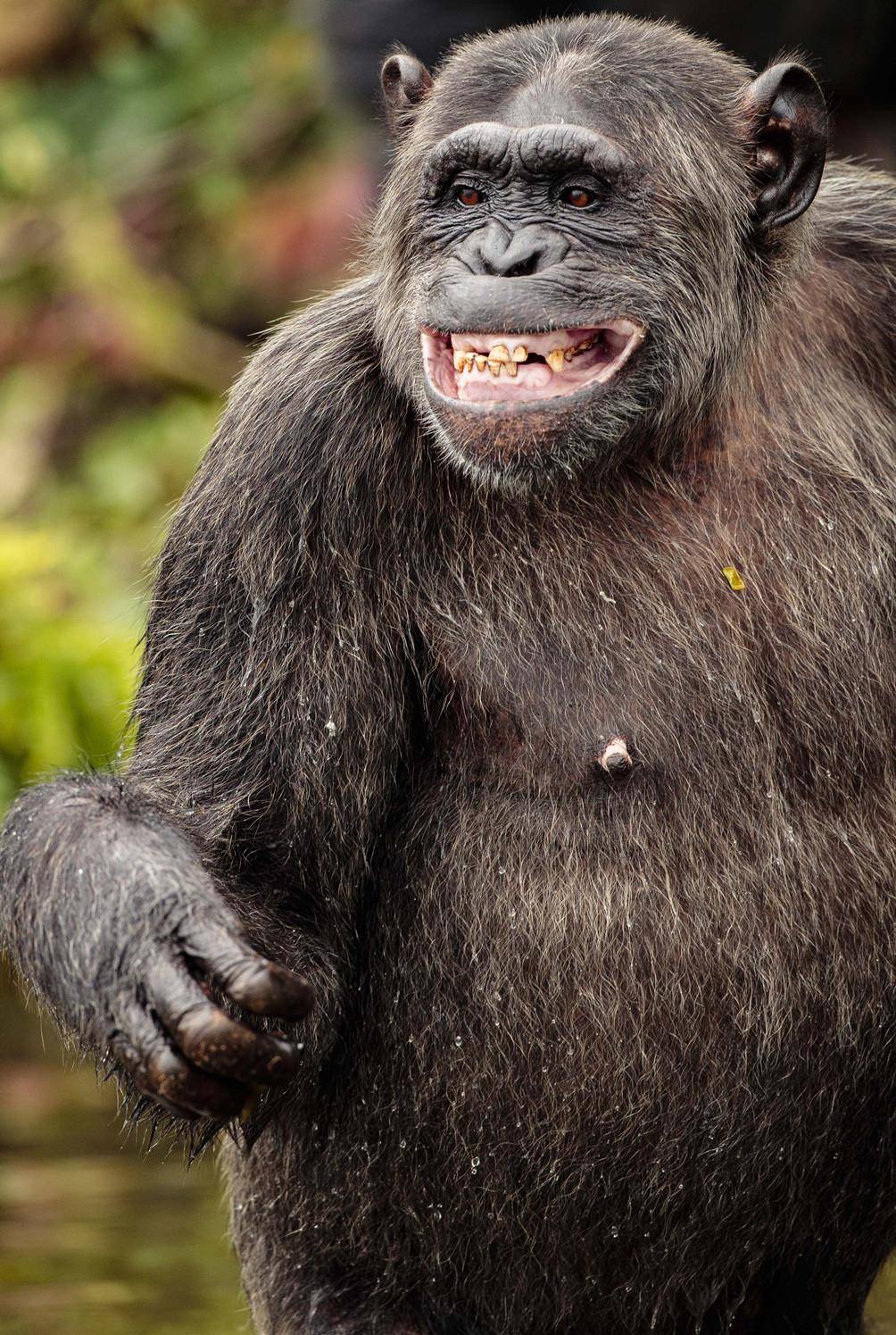 原创黑猩猩向摄影师索要食物,撒娇卖萌,使出浑身解数