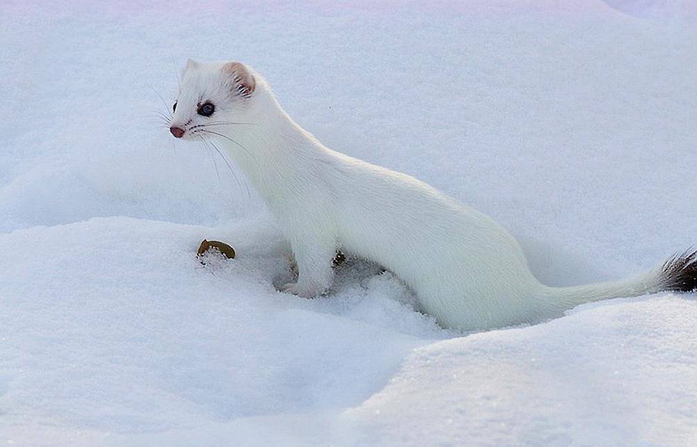 它是黄皮子的亲戚生活在东北雪窝子里呆萌可爱干吃不胖