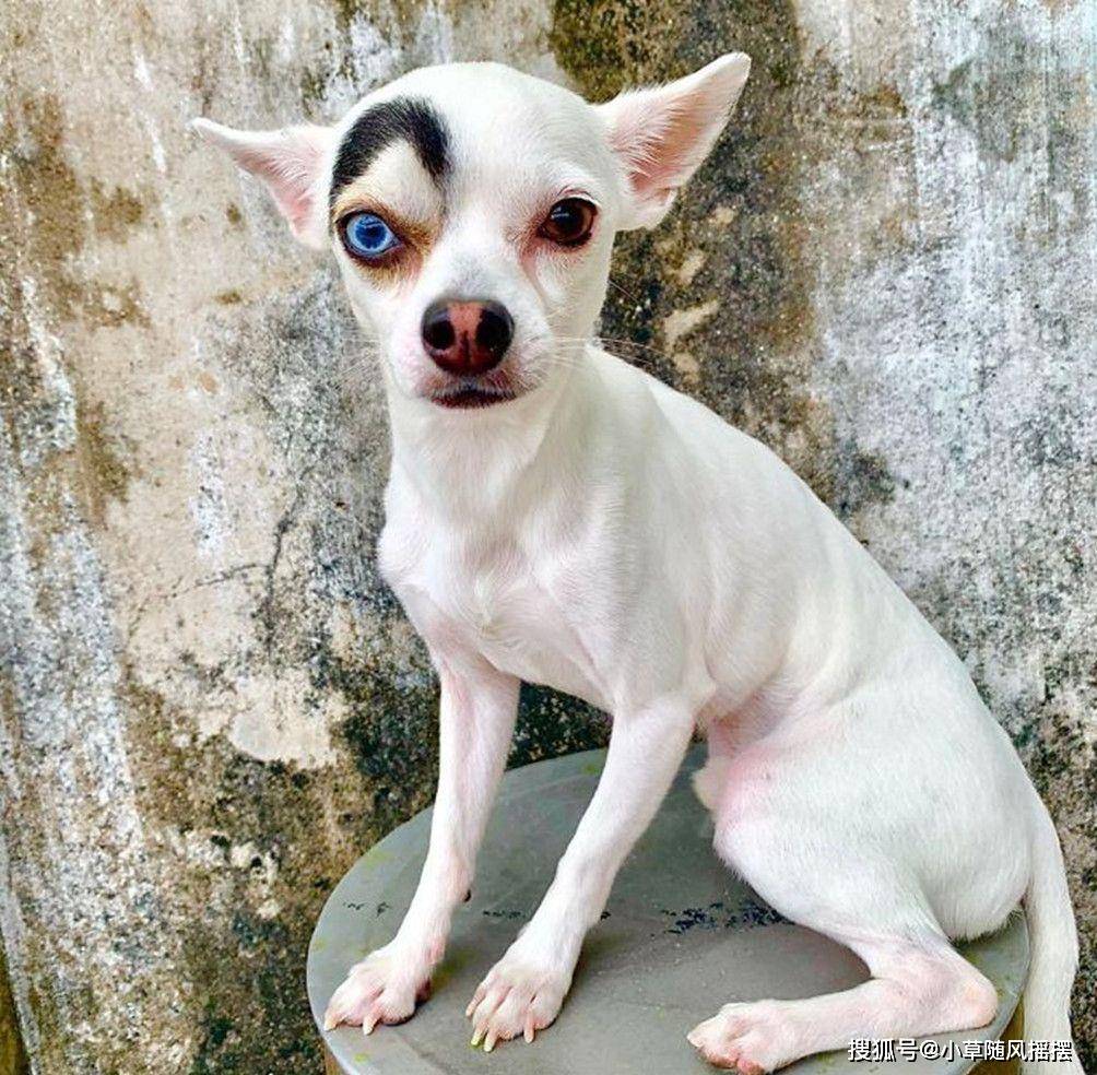 Blue Eye Conjunctivitis Bloodshot White库存照片2291999773 | Shutterstock, image size:1004x984