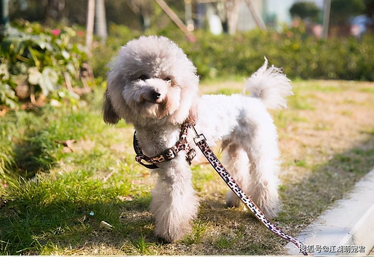 泰迪的寿命有多长 这些 细节 延长生命 身体