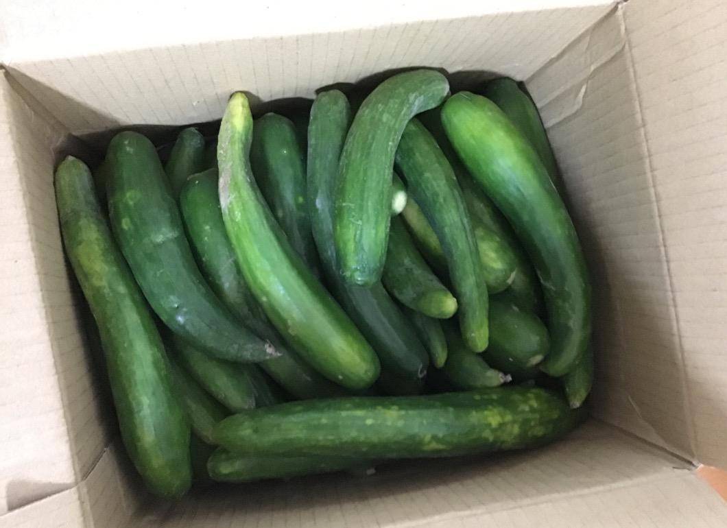 它是公认的"转基因水果",近几年才出现,城里很多人都爱吃_小黄瓜