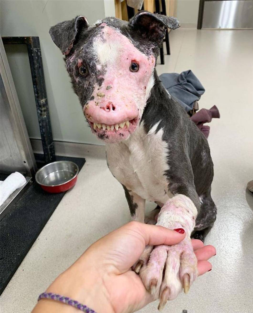 一只面部毁容的狗,获救后恢复得很好,拥有多版本"伟大经历"_狗狗
