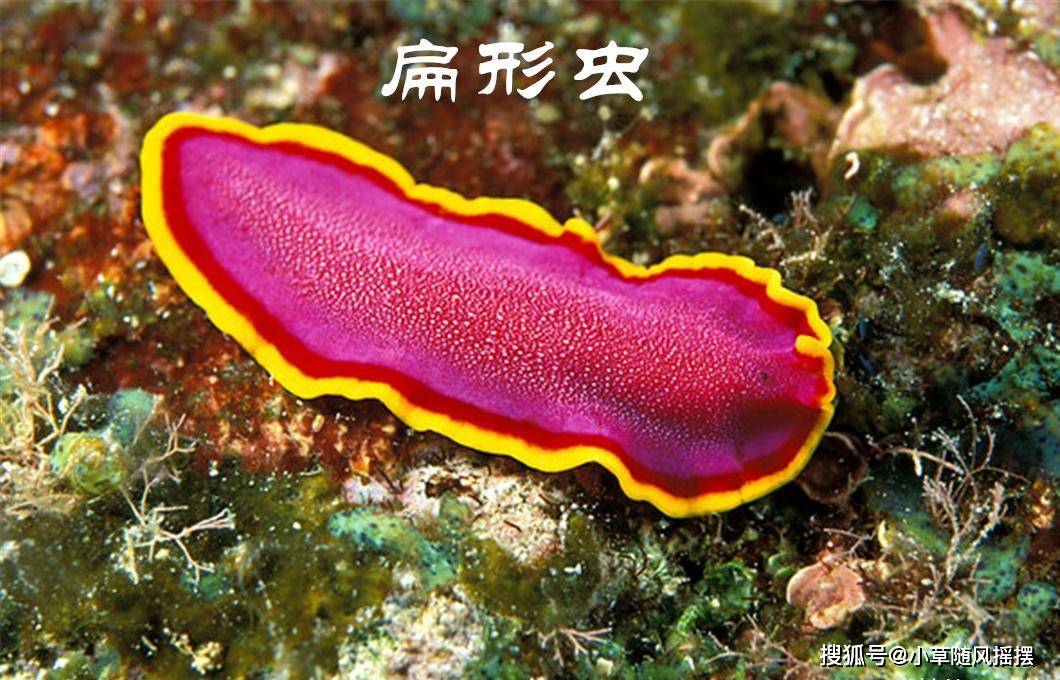 原创深海蠕虫多奇葩,扁形虫最鲜艳漂亮,还好吃