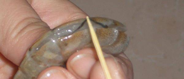 如何挑虾线的最佳方法用牙签 aee50d51e93840839e97141196694e64.jpeg