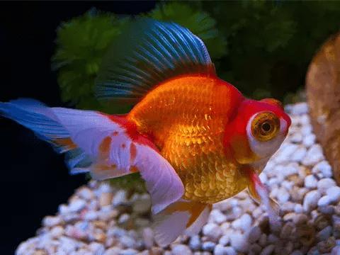 梦境解析,红金鱼与红鲤鱼在浅水区的奥秘 梦境解析,红金鱼与红鲤鱼在浅水区的奥秘