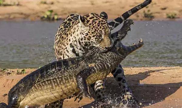 动物咬合力排名_咬合力第一的动物