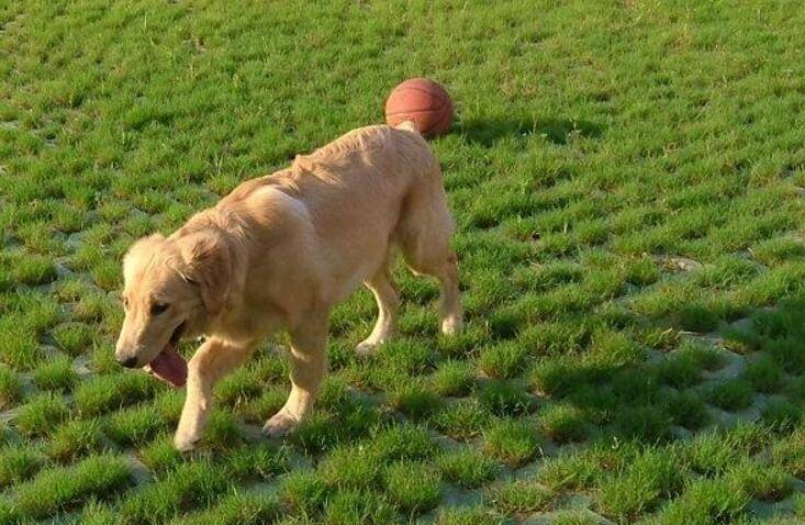 比较聪明的大型犬 3dd1eb0c2f6145ad83b012bc35d09689.jpeg