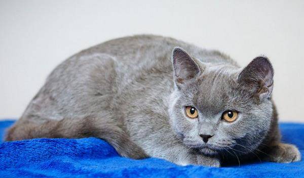 猫的名人 65161eacf9f24c9e9f6e343caf03a356.jpeg