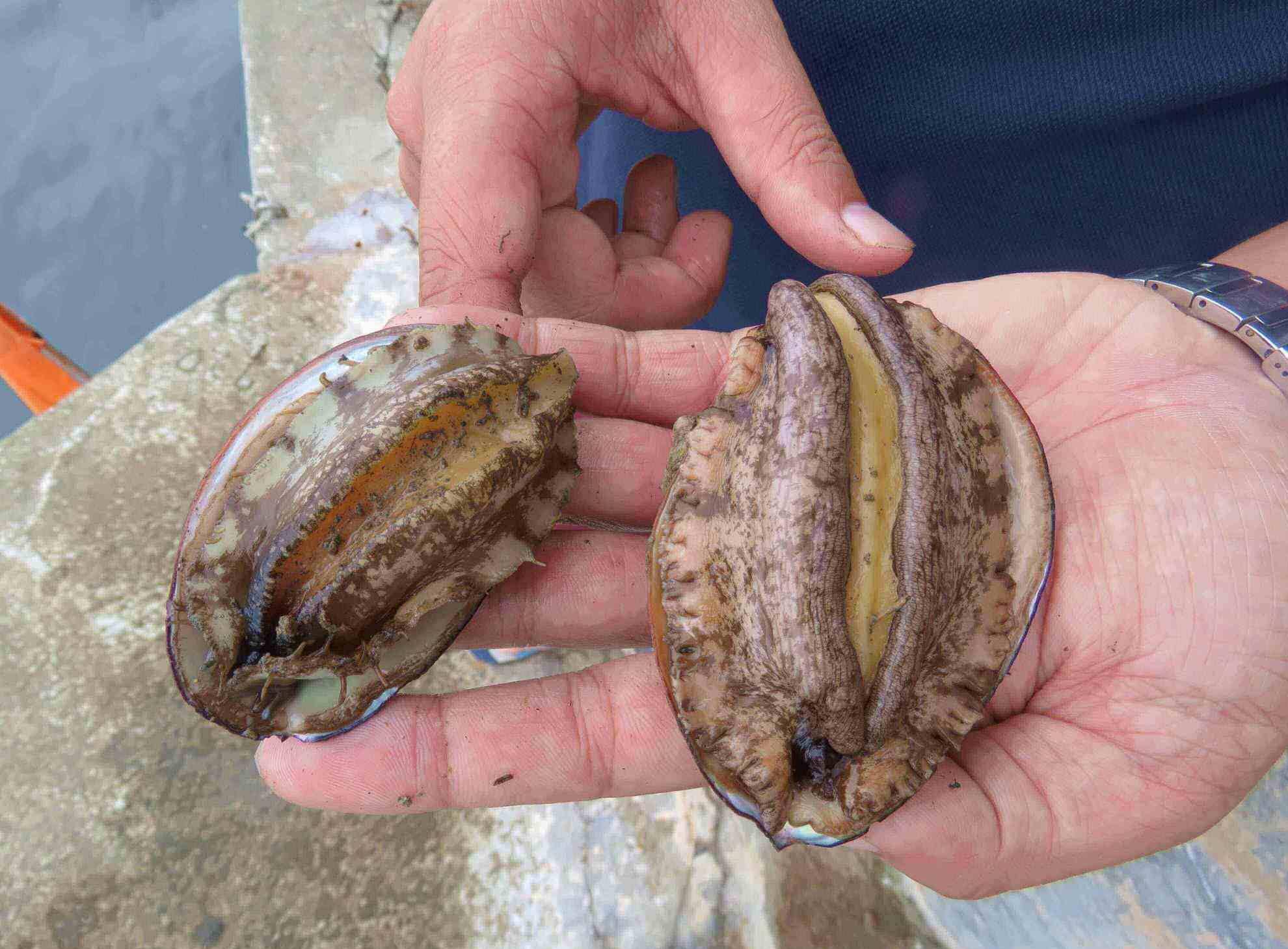 你想要几头的鲍鱼的时候,你一定要回答4头或者是5头,像鲍鱼这种海鲜呢