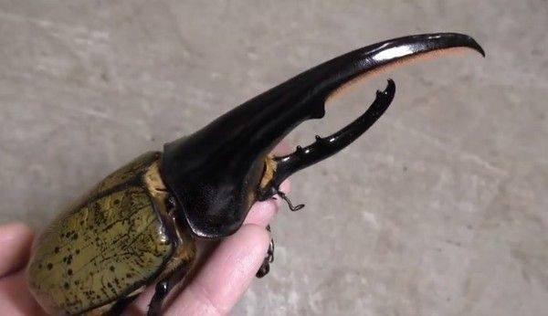 原创3只大力神甲虫被江门海关截获可举起体重850倍的物体有多可怕