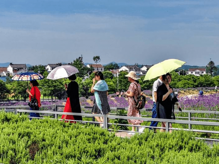 江苏江宁大塘金香草谷五色花海绚烂盛放