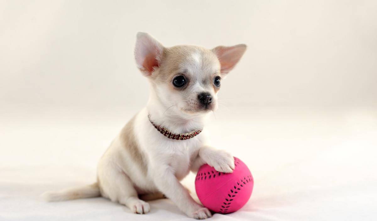 狗狗品种排名_最可爱的狗狗品种排名(2)