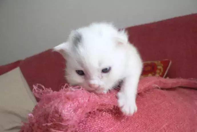 猫咪怎么才能不拆家 c8beaa4903194324b4499da09be94b96.jpeg