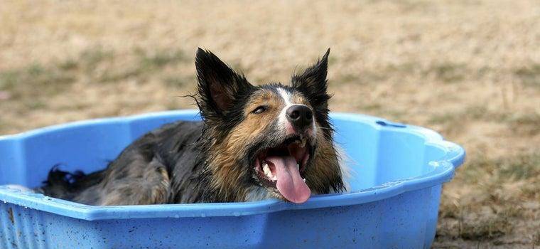 怎么看小狗是否中暑 f258102a247c4fbbb115b7d63c121bca.jpeg