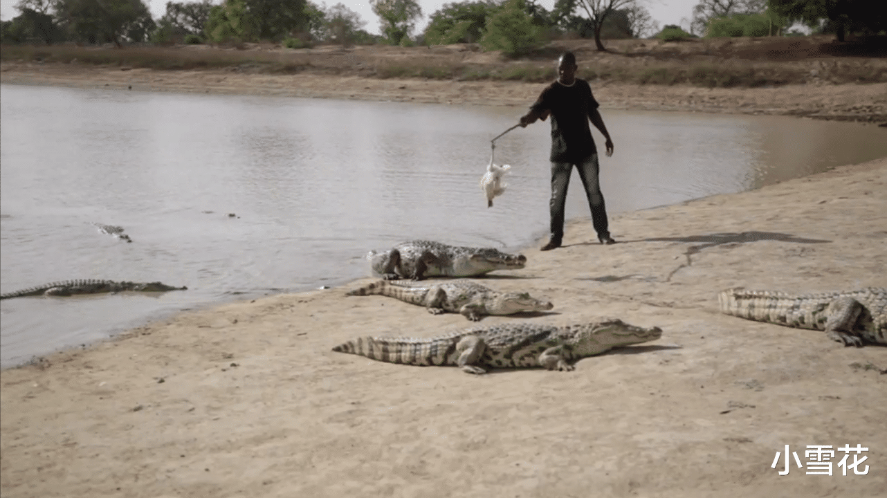 梦见人被鳄鱼咬,梦境背后的深层解析与心理启示 梦见人被鳄鱼咬,梦境背后的深层解析与心理启示
