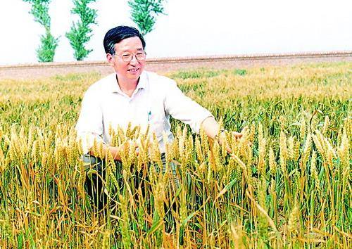 杂交小麦之父李振声与袁隆平齐名曾让小麦产量超越水稻