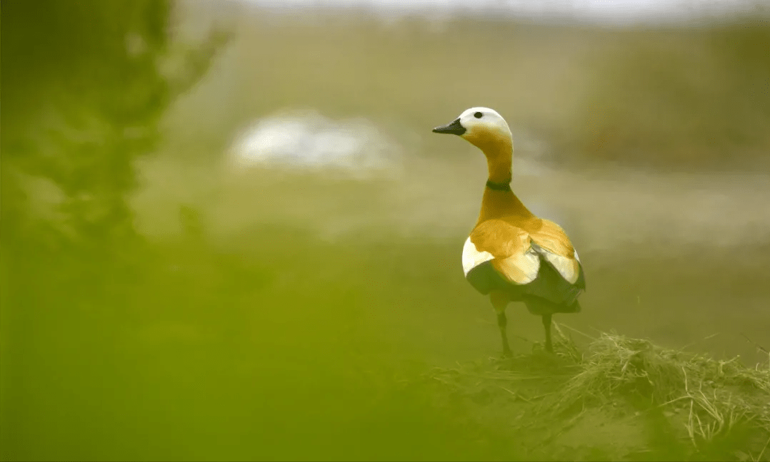 楼顶出生,回归自然——12只赤麻鸭幼崽安全落地记