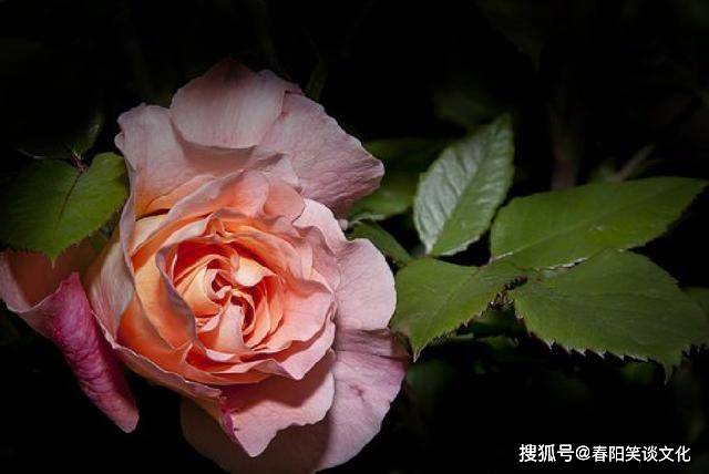 文章配图-5