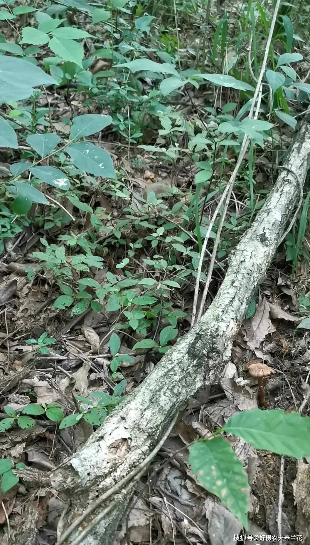 原創比松樹皮更好的蘭花植料生根快發芽壯更適合蘭菌滋生