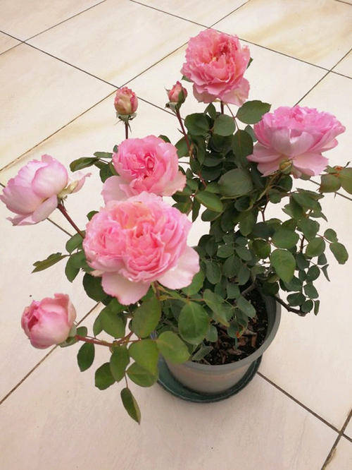 阳台养棵伊芙唯一,多季节开花,花美香味浓_月季花