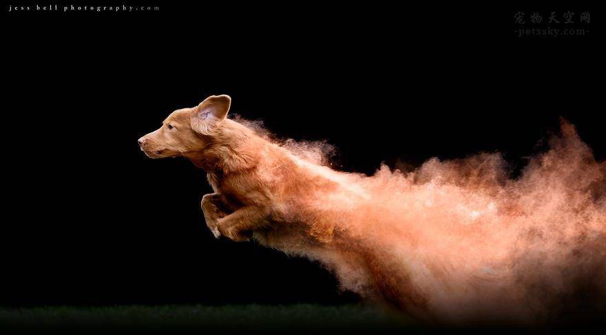 如何给狗狗拍照才可以拍出最佳效果 01553fb4d1774bd5ba4c9cdb6e33b559.jpeg