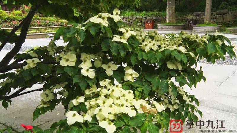 眼下,正值庐山四照花花开时节,洁白轻盈的四片花瓣,四面照应簇拥着