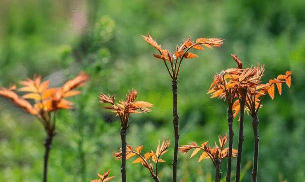 原创俗语香椿过房主人恐伤啥意思院子里种香椿树有啥说法