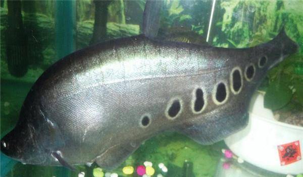 鱼多久可以不吃东西 5d09d254c48d4906a93510276f2ea0a1.jpeg