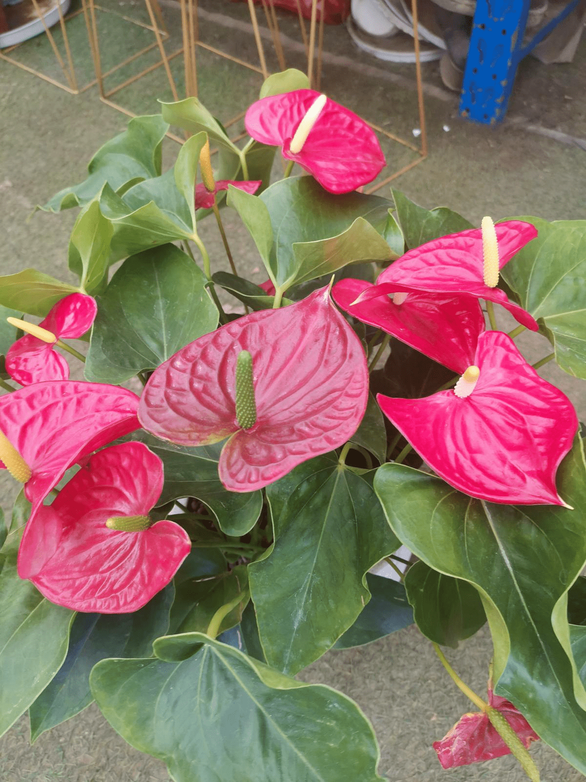这朵花简谱_这朵花送给你图片(3)