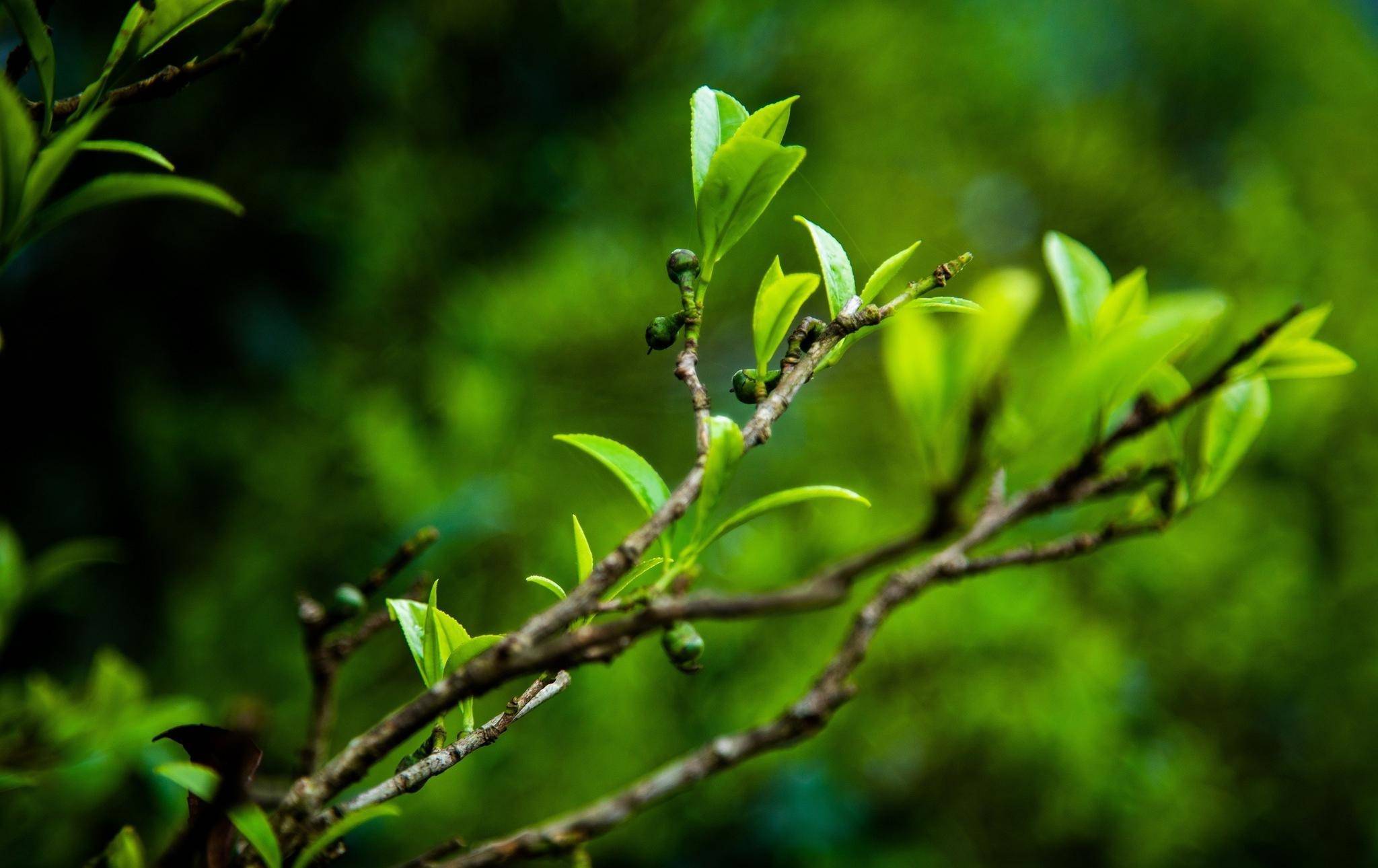 茶叶行业到底有多暴利?生意不愁,年赚三千万!_茶树