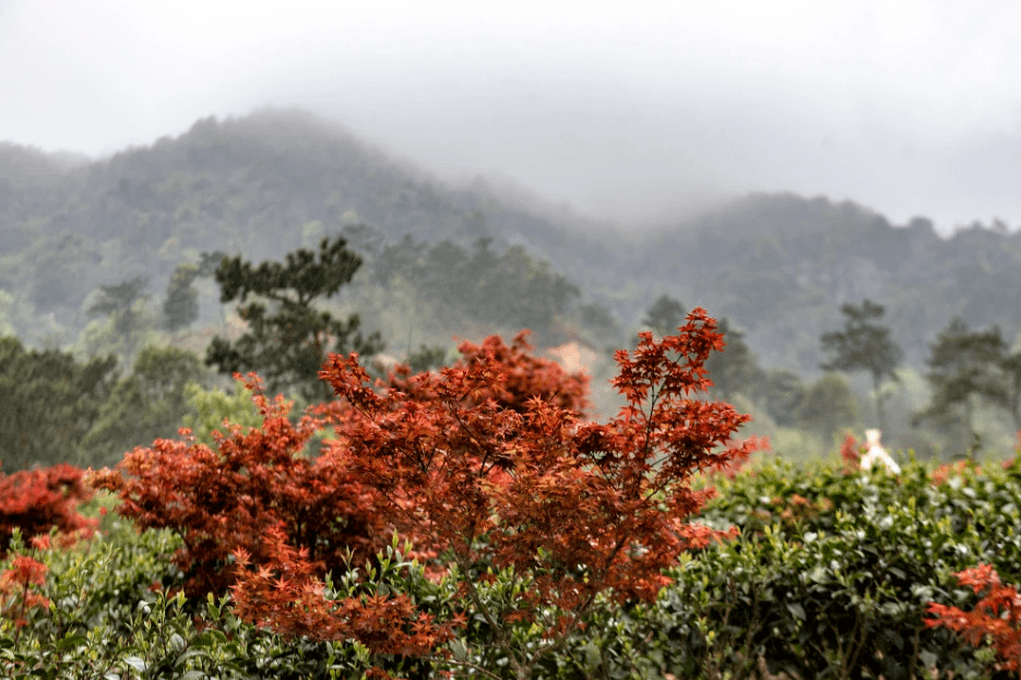 春天其实也是红叶的季节 所谓的 春枫得意 值得观赏 焰枫