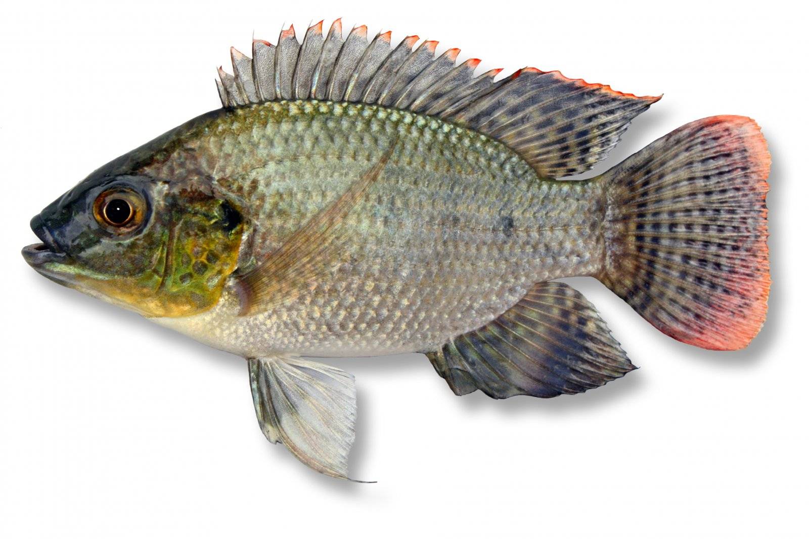 原创美国人最爱吃的鱼在中国泛滥成灾后中国吃货也束手无策了