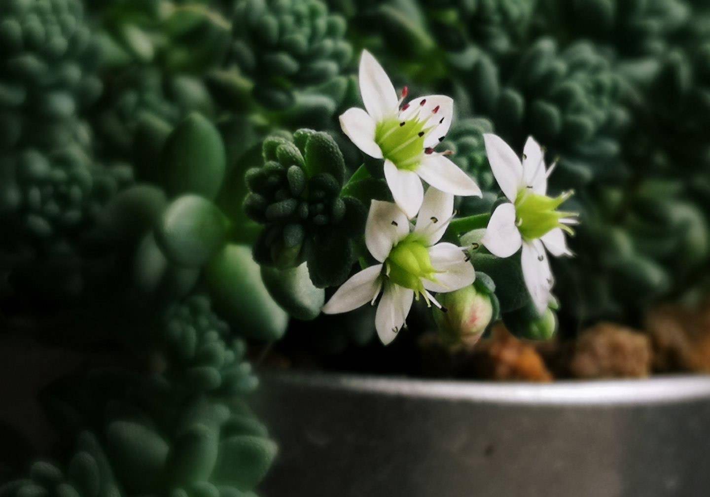 如果家里养护的姬星美人,一直都养不出状态,恰好用