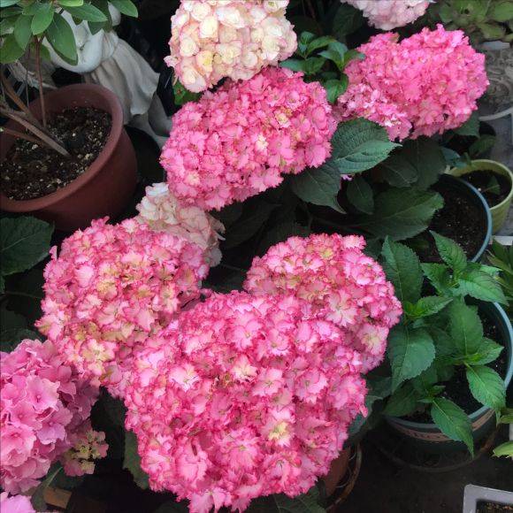 5种漂亮花 6月不修剪 白养一整年 剪得狠 开花稳 枝条