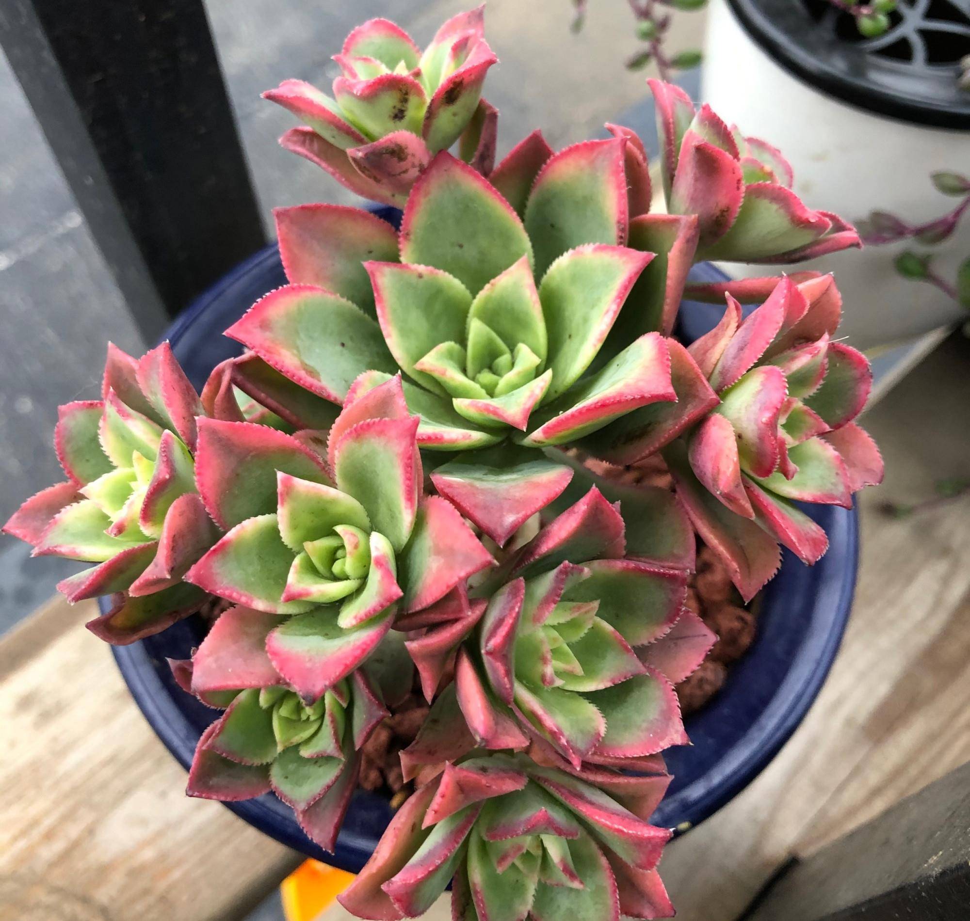 可以地栽的艳日辉出了名的皮实好养爱上色阳台就能养出好状态