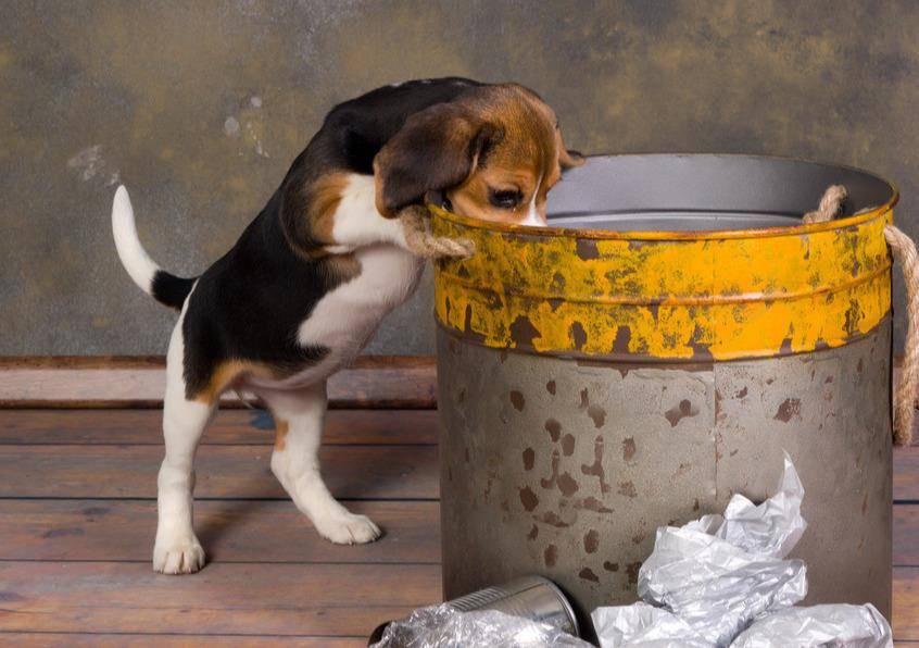 狗为啥总是发抖 0985b2160f7c4b14918ab8c77dd25f15.jpeg