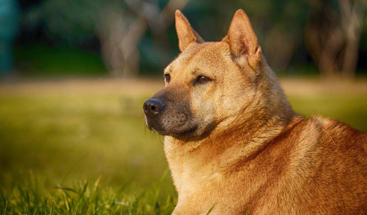 怎么挑选小狗田园犬 8bd363b831e74ec9ad38d5e4a1441d92.jpeg