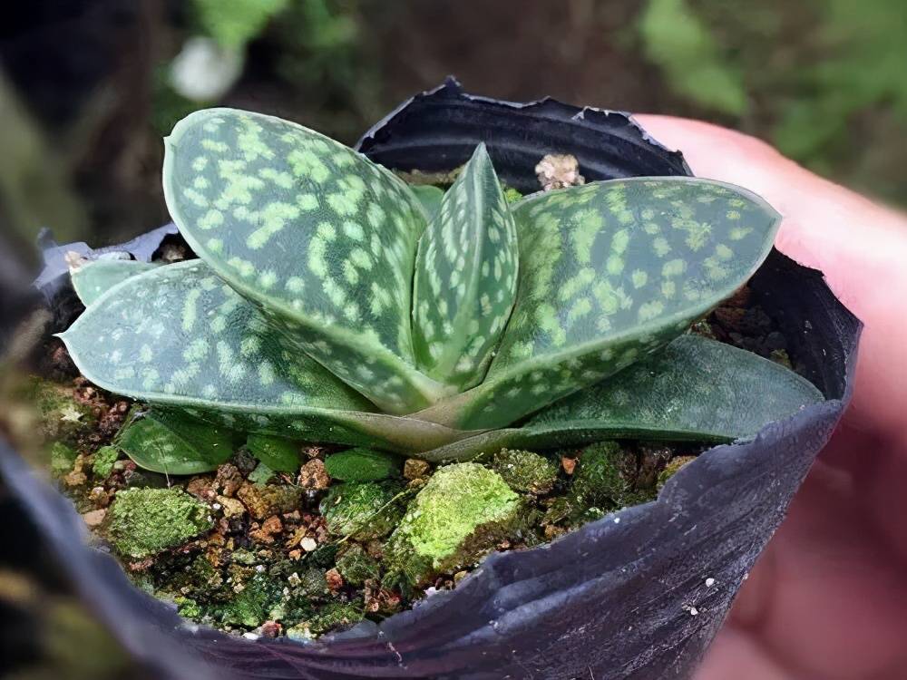 3种多肉不怕阴 北阳台摆几盆 清新可爱 生机勃勃 养护