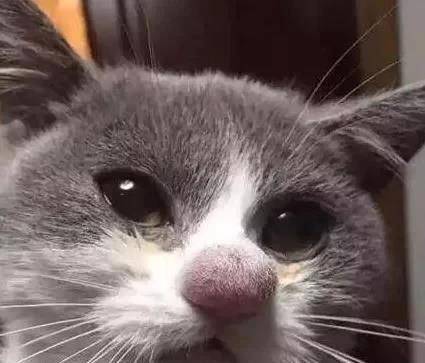 猫的天空之城人均消费_天空之城简谱(2)