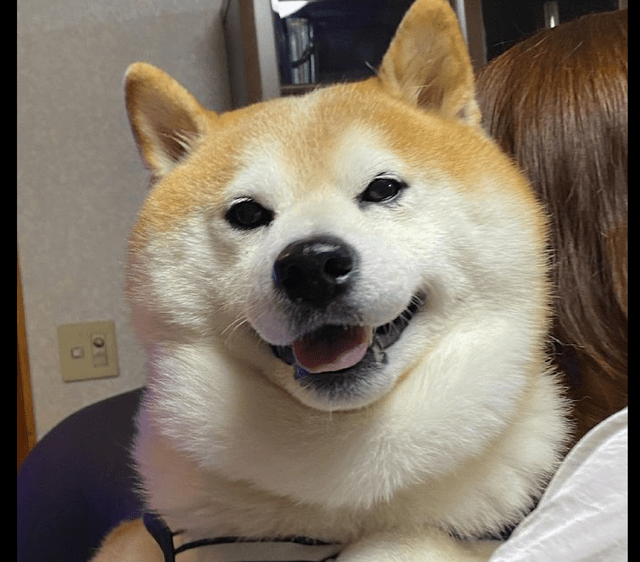 柴犬被女主人抱着后,情不自禁地就笑起来了,这笑容是有多开心!