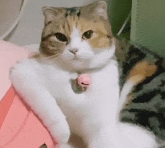 猫摇雪碧表情包gif图片