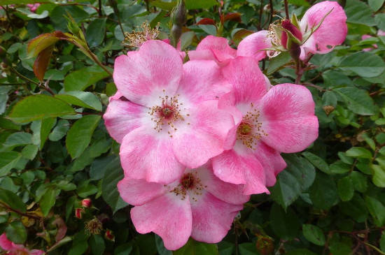 蔷薇花施肥施什么肥料 植株