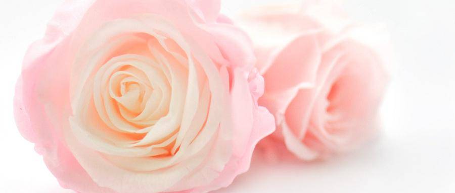 四叶草的花语是什么四叶草的含义介绍 叶子