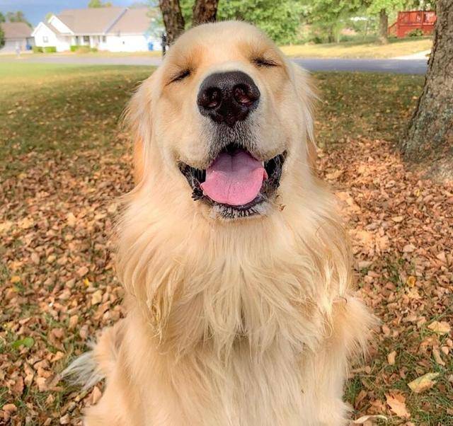 最近几年,养狗的趋势偏向于小型犬多一些,大型犬看起来似乎不太招人