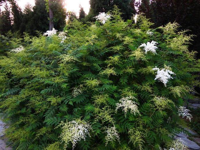 花花可以肯定它一定长不好的,毕竟它也属于一种略大型的灌木型植物,而