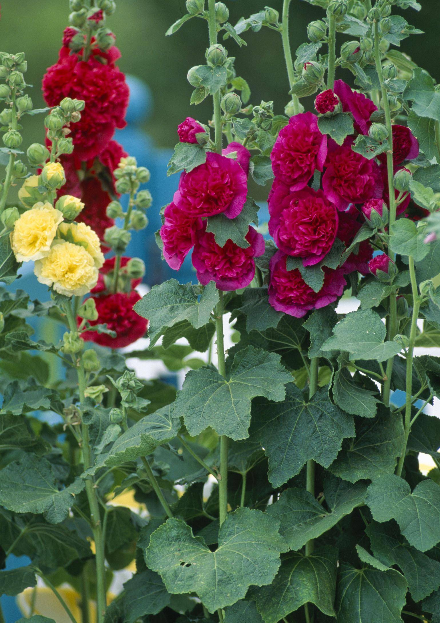 现在很多人家都不再栽种蜀葵,改成一些比较高档的花卉.